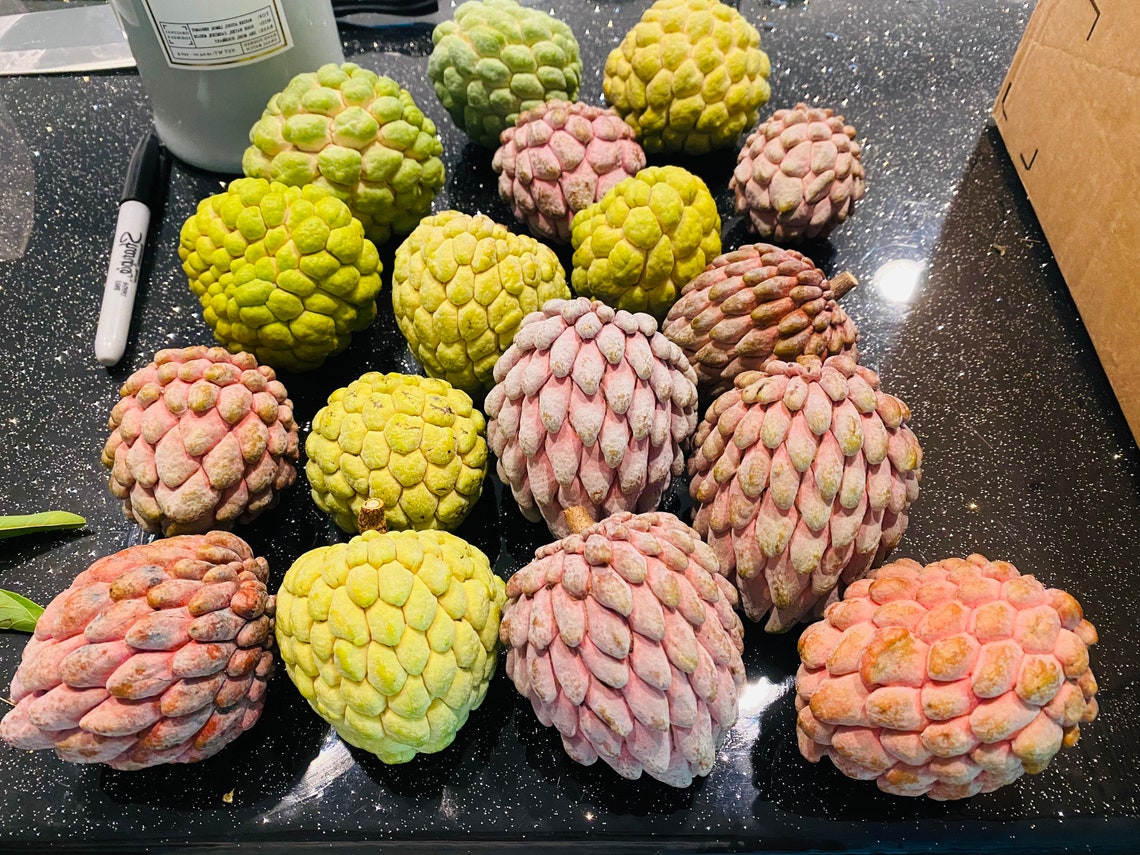 Three Variety Sugar Apple Seeds Individually Labeled 30 Etsy