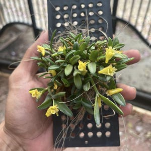 May include: A small, potted orchid with vibrant yellow flowers and green leaves. The plant is mounted on a black, perforated metal plate with a wire hanger. The orchid is a miniature, compact plant.