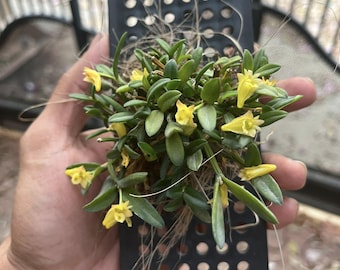 Dendrobium hymenanthum