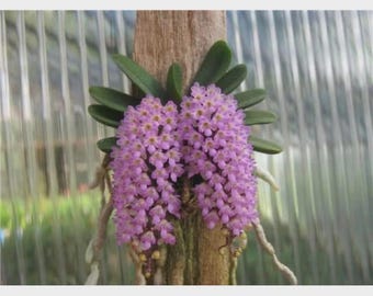 Orquídea Schoenorchis seidenfadenii, especie nativa de Indochina.