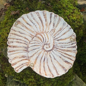 Escultura de concha para pared "Nautilus" Planispiral Marrón con textura