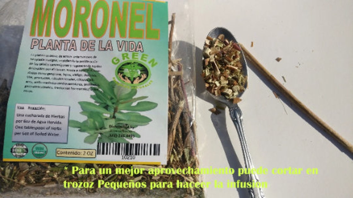 Moronel 2oz Te Natural Regenerador Planta De La Vida Mexican Etsy