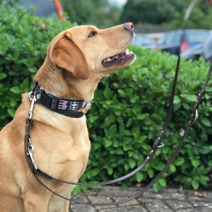English training leash new arrivals