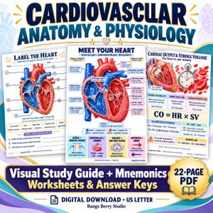 Könnte beinhalten: Ein digitaler Studienführer mit dem Titel Cardiovascular Anatomy & Physiology, der drei Bildungsseiten umfasst. Der Inhalt enthält ein Arbeitsblatt zur Herzbeschriftung, ein Meet Your Heart-Diagramm mit anatomischen Bezeichnungen und eine Tabelle zum Herzzeitvolumen.