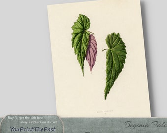 Begonia Leaf Botanical Illustration. Vintage Art to Print. 8.5x11 & A4 for home printing. Wall art, junk journals, scrapbooks, decoupage