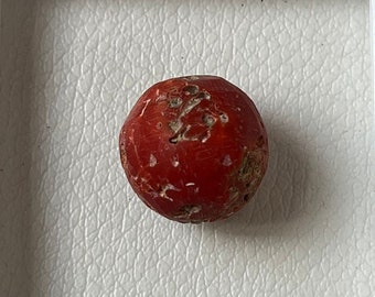 Red Coral 16mm Unpolished Cabochon Gemstone - Natural Beauty for Handmade Jewelry"