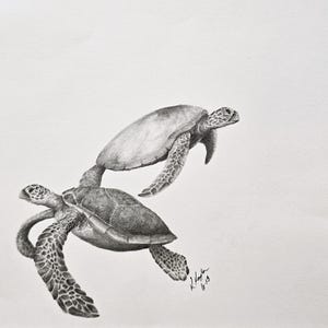 May include: A detailed pencil drawing of two sea turtles swimming. The turtles are depicted in shades of gray, with textured shells and detailed flippers. The artwork is signed by the artist, Kimberly Kaplan, and set against a plain white background.