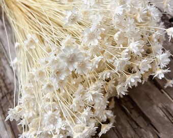 White Mini Starflowers | Dried Daisies | Boho | Decor | Wedding | DIY