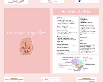 Vet Anatomy (Nervous System)