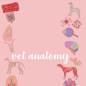 Vet Anatomy Bundle