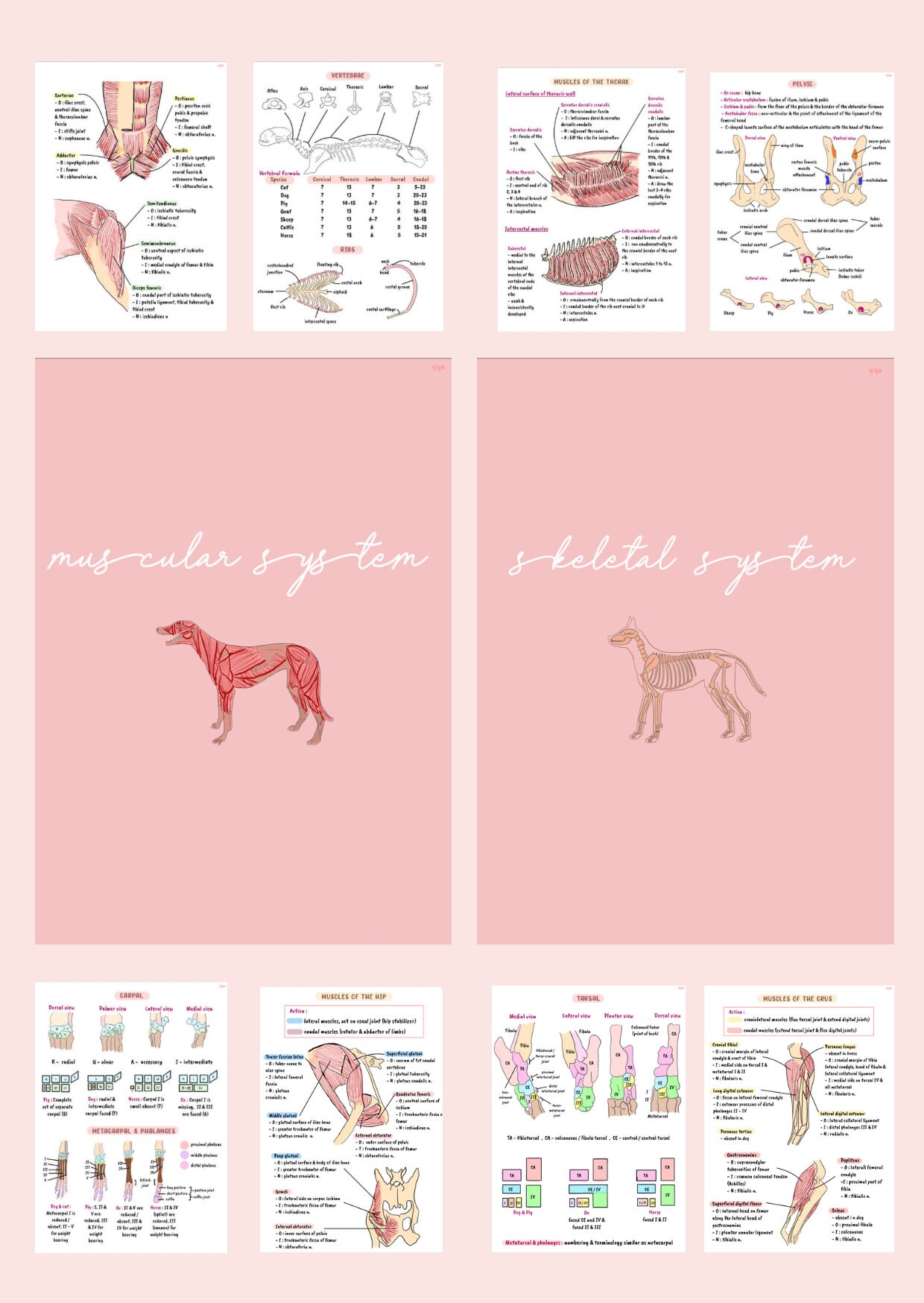 Vet Anatomy musculoskeletal System Etsy