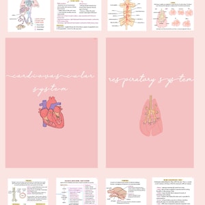 May include: A pink and white illustrated diagram of the human cardiovascular and respiratory systems. The diagrams show the heart, lungs, and blood vessels. The text includes labels for the different parts of the systems.