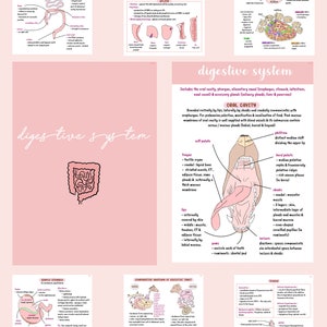 Vet Anatomy (Digestive System)