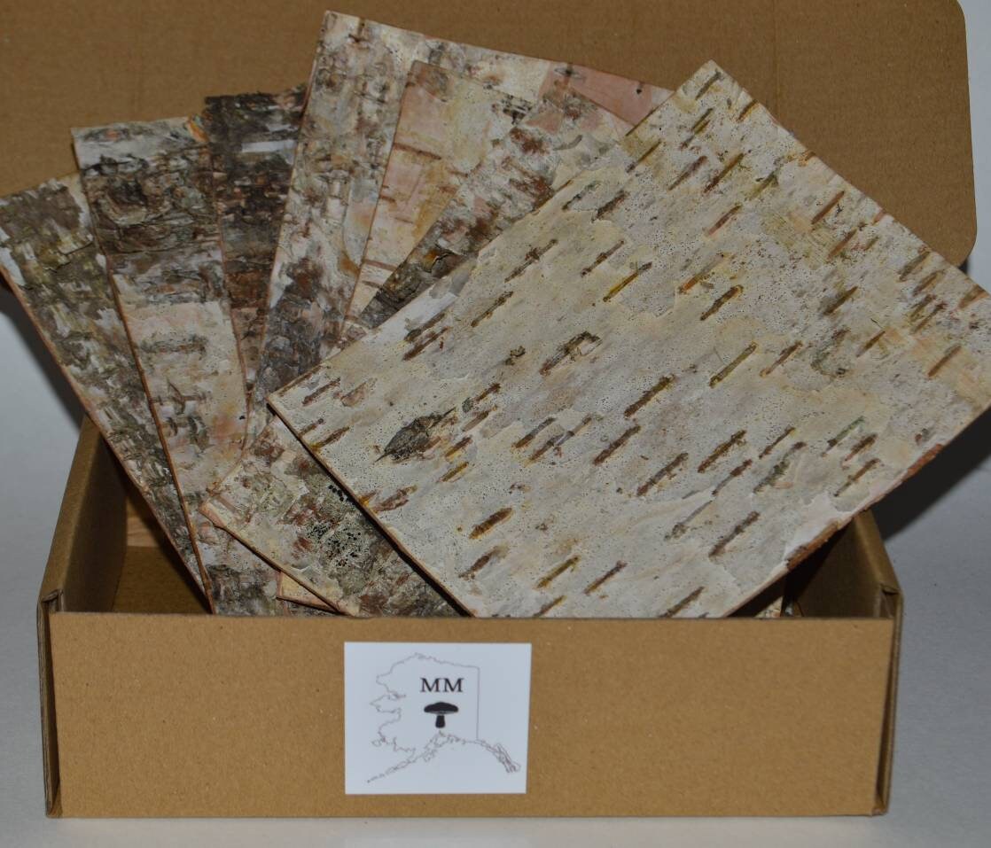 Birch Bark Sheets - Etsy