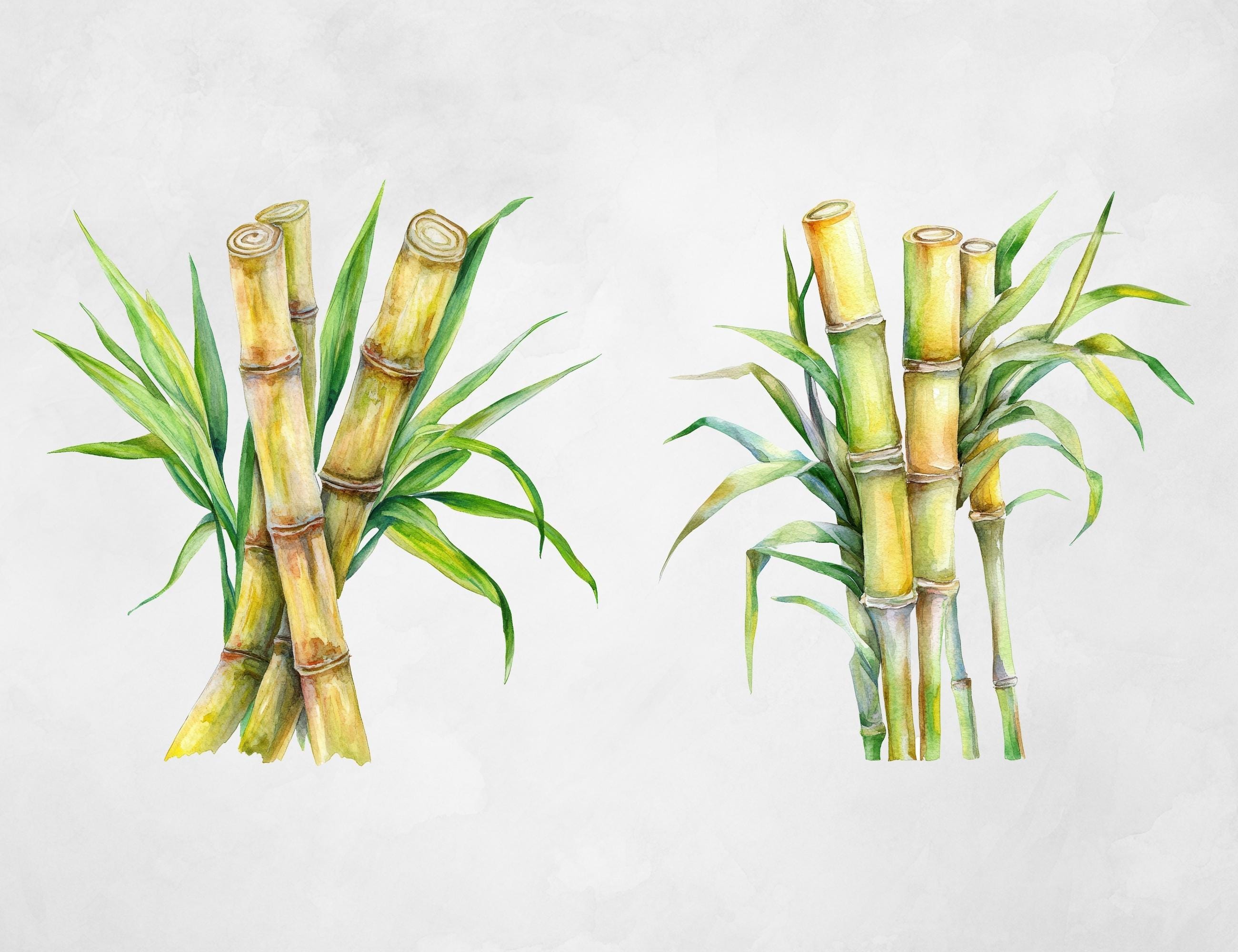 Sugar Cane Clipart: Greenery PNG Graphics (digital Download) - Etsy Israel, image size:2600x2000