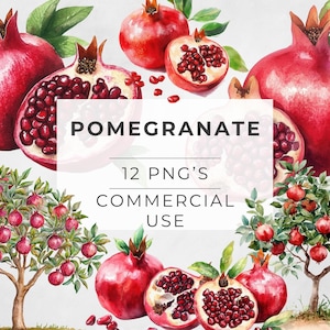 Granatapfel Clipart, Aquarell Obst, Baum, Pflanze, Früchte, Pink, transparente PNG, DIGITALER DOWNLOAD, sofortig, kommerzielle Nutzung