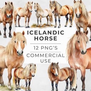 Clipart cheval islandais, poney aquarelle, race de chevaux, amateur de chevaux, sports équestres, PNG transparent, téléchargement numérique, instantané, usage Commercial