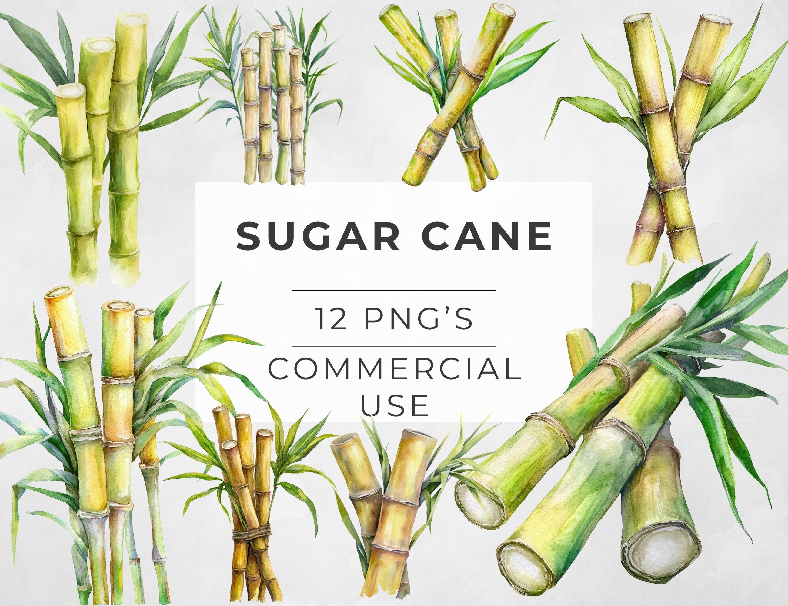 Sugar Cane Clipart: Greenery PNG Graphics (digital Download) - Etsy Israel, image size:2600x2000