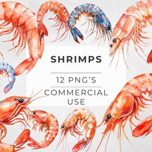 Watercolor Shrimp Clipart: Seafood PNG Graphics (Commercial Use)