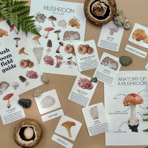 May include: A set of mushroom identification cards with illustrations and descriptions of different types of mushrooms, including Fly Agaric, Lion's Mane, Chanterelle, Saffron Milk Cap, Pink Oyster, Button, Chicken-of-the-Woods, Oyster, and Morel. The cards are laid out on a brown surface with a fern and a large mushroom.