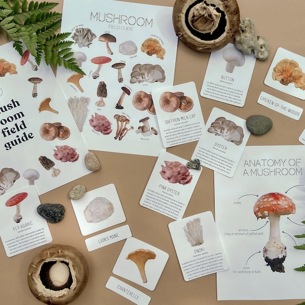 Mushroom Field Guide | Printable Nature Study STEM Homeschool Resources Curriculum Learning Activities Flashcards Forest School