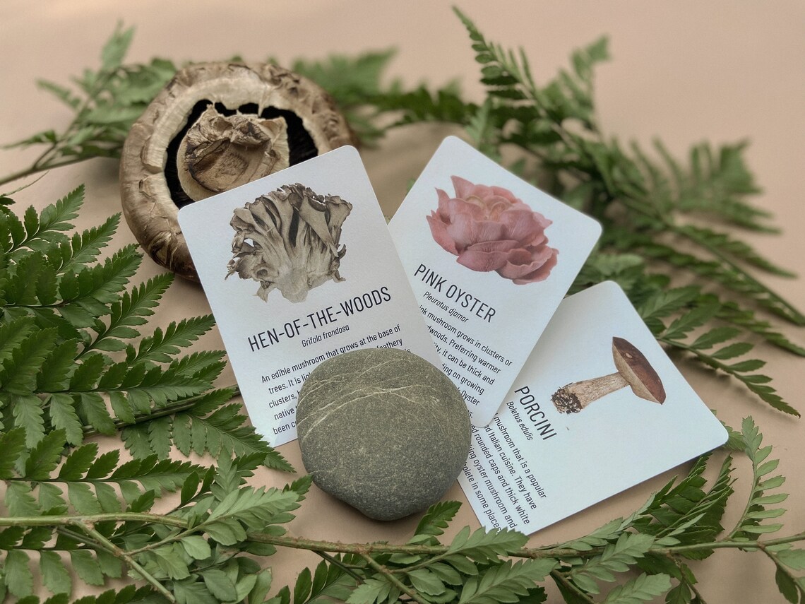 Mushroom Field Guide | Printable Nature Study STEM Homeschool Resources ...