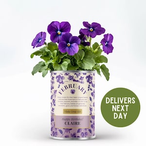 Personalized February Birth Flower Gift – Viola Grow Kit