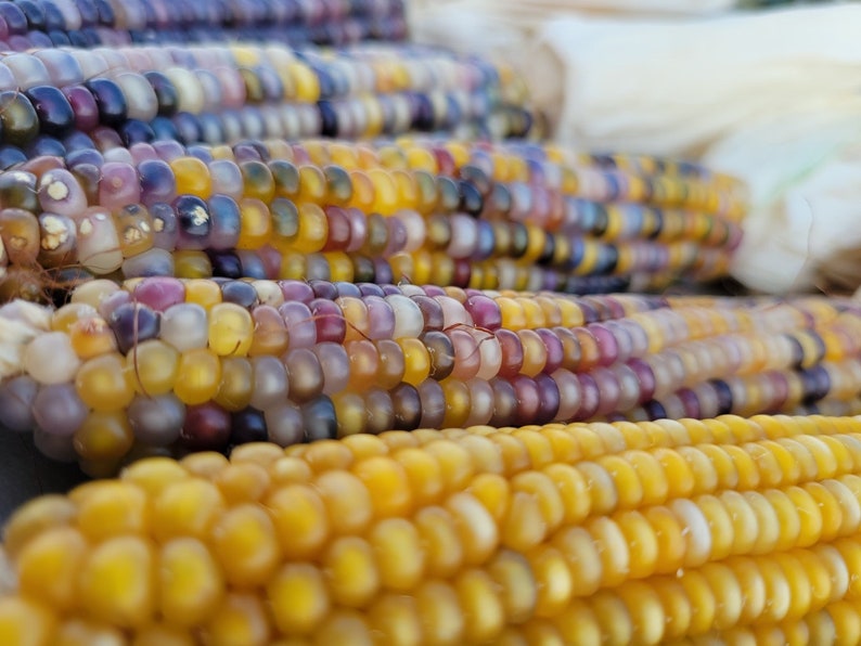 Beautiful Glass Gem Indian Corn Etsy