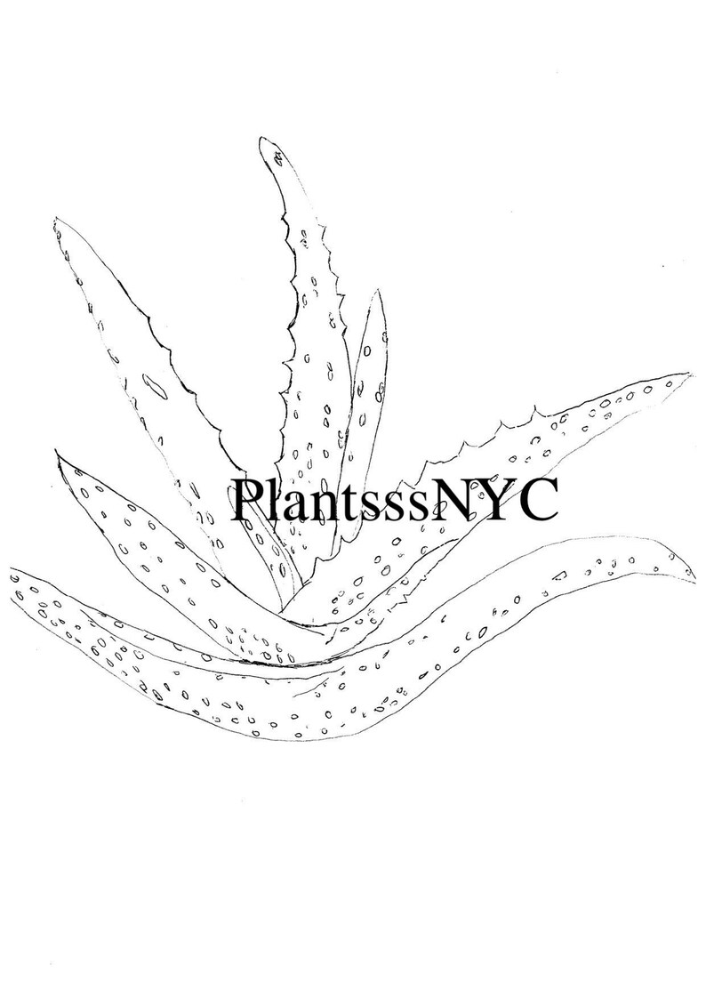 Aloe Vera Digital Printable Coloring Page Plants Herbal | Etsy
