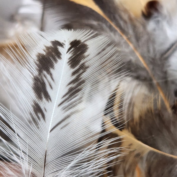 100% AUTHENTIC, Natural DOMESTICATED JUNGLEFOWL Feathers Ethically Sourced. Colorful Unique Variety Tan/White/Copper/Grey/Green/Purple/Black