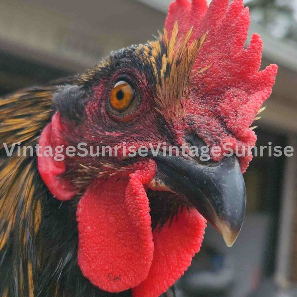 Mean Muggin Rooster "YOU TALKING To ME?" funky chicken, original photograph digital download