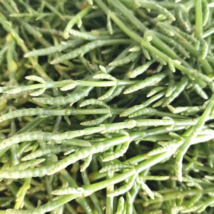 Artisanal Dried Salicornia – Flavor of the Sea in Superfood Form - sea asparagus, samphire, saltwort, dried salicornia