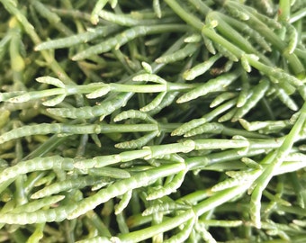 Salicornia silvestre seca y triturada, la alternativa natural a la sal, ¡ideal para personas que no pueden consumir sodio! (hierba salada)