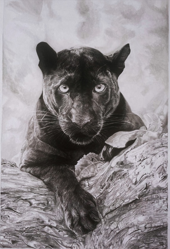 Black Panther, Graphite Pencil Sketch, Black Jaguar, Handmade Pencil  Sketch. -  Norway