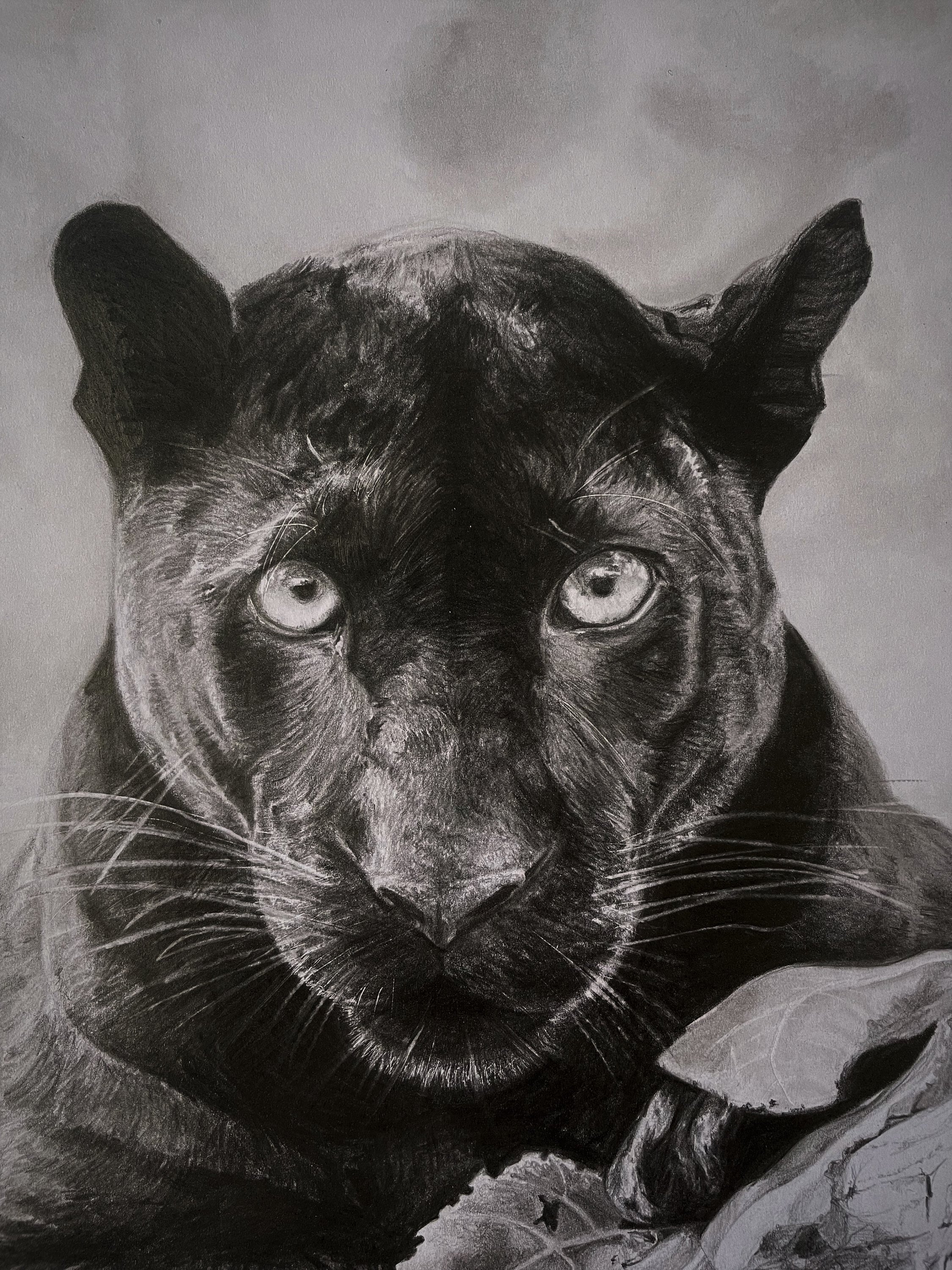 Black Panther Graphite Pencil Sketch Black Jaguar Handmade - Etsy