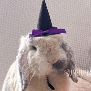 Chapeau de sorcière pour petits animaux de compagnie / Lapins / Cochons d'Inde / Chinchillas