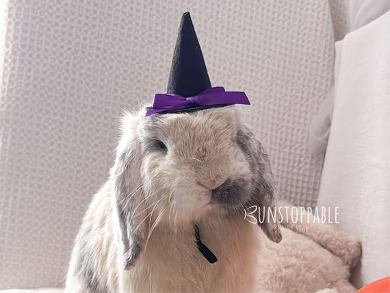 Witch Hat for Small Pets/ Bunnies / Guinea Pigs / Chinchillas - Etsy