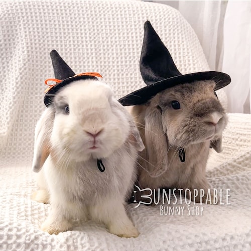 Witch Hat for Small Pets/ Bunnies / Guinea Pigs / Chinchillas - Etsy