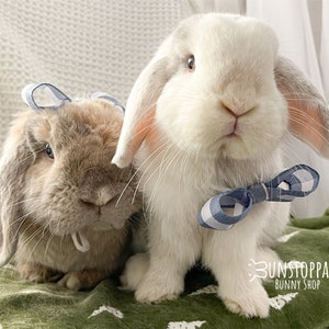 Blue Gingham Bow for Bunnies / Small Pets / Guinea Pigs / Chinchillas