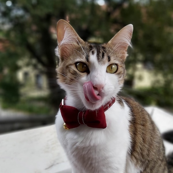 Burgundy Cat Collar with Bow Tie and Bell, Detachable Bow Tie, Solid Collar, Fiber-Filled Soft Bow Tie, Claret Red, Cotton