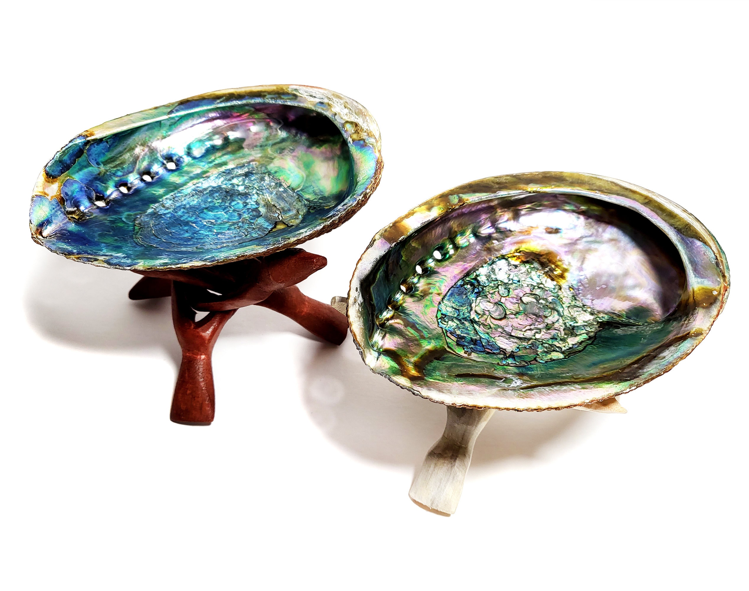 Abalone Shell With Stand - Etsy