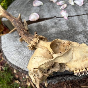 Roe Deer Skull with Antlers, Deer Antlers, Antler decor, Craft supplier, Natural Deer Antler, Home decor, Small antlers, Roe Deer Antlers