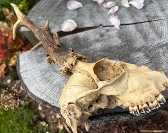 Roe Deer Skull with Antlers, Deer Antlers, Antler decor, Craft supplier, Natural Deer Antler, Home decor, Small antlers, Roe Deer Antlers