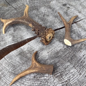 Small Roe Deer Antlers, Deer Antlers, Antler decor, Craft supplier, Natural Deer Antler, Home decor, Small antlers, Roe Deer Antlers