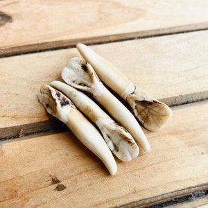 4 Pieces natural Deer Tooth, Real large animal tooth, Craft supplier, Natural animal tooth, Home decor, Animal bone