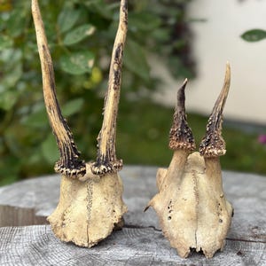 Roe Deer Skull with Antlers, Deer Antlers, Antler decor, Craft supplier, Natural Deer Antler, Home decor, Small antlers, Roe Deer Antlers
