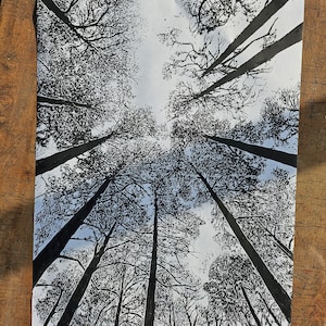 Guardando in alto tra i pini/stampa linoleum originale molto grande/stampa artistica di paesaggio/stampa linoleum natura/foresta/arte murale/stampa artistica del benessere