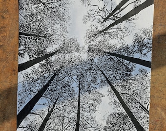 Looking Up Through the Pines, Hand-Carved Landscape Art