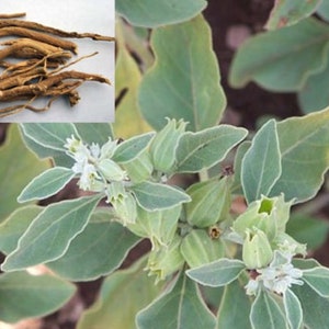 May include: Close-up of the dried roots and green leaves of a plant. The roots are brown and twisted, while the leaves are a light green color.