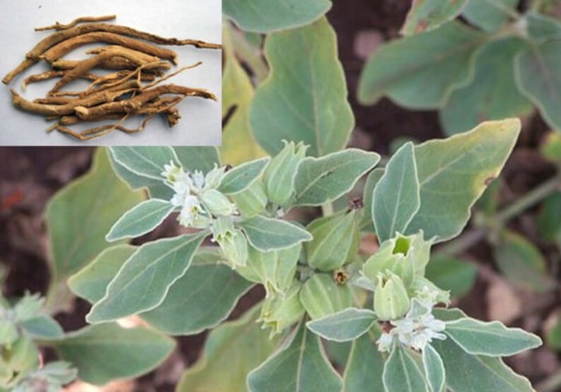May include: Close-up of the dried roots and green leaves of a plant. The roots are brown and twisted, while the leaves are a light green color.